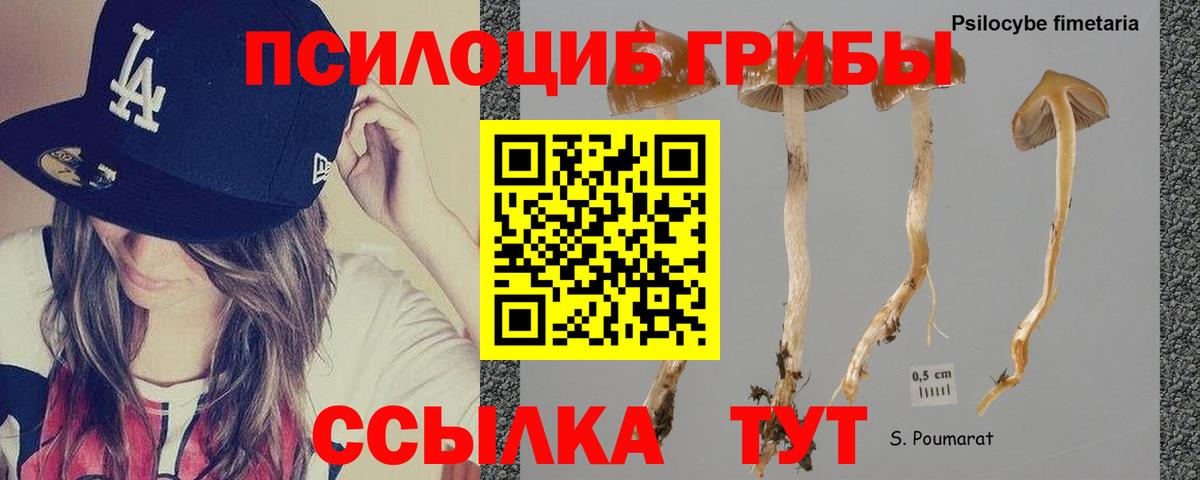 Галлюциногенные грибы GOLDEN TEACHER  Галлюциногенные грибы Magic Shrooms  Мценск  Вход с VPN 